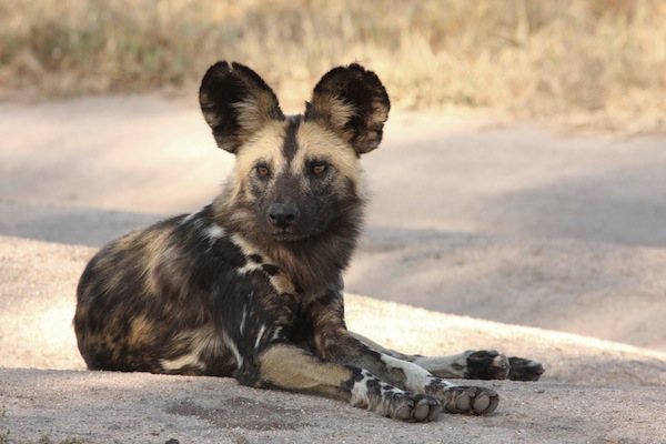 shutterstock_50477557 kopia